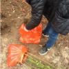 供應藍莓苗，占地苗，兔眼藍莓苗出售