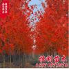 批發(fā)美國紅楓樹 美國改良紅楓 園林綠化樹木 現(xiàn)貨充足 規(guī)格齊全