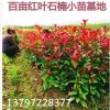 廠家直銷 紅葉石楠 紅花繼木 金葉女貞 金森女貞