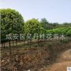 湖北金桂直銷精品桂花樹桂花樹批發(fā)