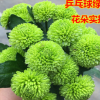 新品種乒乓菊花苗 綠菊綠色乒乓球菊花盆栽 綠色菊花小苗廠家直銷