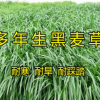 牧草種子多年生黑麥草四季常青易種容易管理喂雞鴨牛羊豬