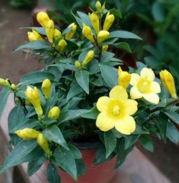新品四季長青綠植花卉盆栽 法國香水茉莉花苗 黃茉莉爬藤植物批發