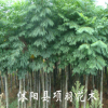 綠化苗木 行道花卉植物 欒樹樹苗 大小規(guī)格齊全