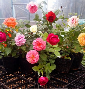 歐月藤本月季花苗庭院陽(yáng)臺(tái)盆栽花卉多花薔薇爬藤植物玫瑰四季開花