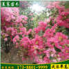 別墅綠化工程苗木紫薇樹紅花紫薇樹苗成活率高規格齊全