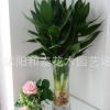 觀音竹水培花卉富貴竹 水培 植物室內栽培盆栽批發凈化空氣竹子