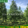 批發銷售花卉綠化水杉樹 水杉行道樹品質保證 量大價格