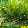 批發大葉黃楊樹苗常綠灌木根系發達工程綠化苗
