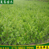 夏騫基地批發小葉黃楊黃楊樹苗四季常青綠籬綠化用苗