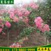 基地批發紅花紫薇樹百日紅綠化樹木綠化觀花工程紫薇樹苗