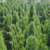 松柏樹苗批發盆栽植物塔柏蜀檜 四季常青規格齊全 園林綠化
