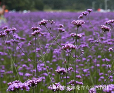 優(yōu)質(zhì)柳葉馬鞭草 多年生草本 長(zhǎng)莖馬鞭草 抗倒伏 耐旱 耐高溫生產(chǎn)