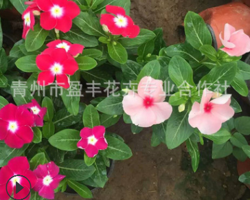 現(xiàn)貨供應(yīng) 觀賞花卉 供應(yīng)長春花盆栽 天天開日日新 青州花卉批發(fā)