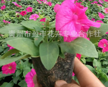 基地?zé)徜N 優(yōu)質(zhì)矮牽牛 顏色鮮艷 種類多 矮牽牛花低價(jià)批發(fā)