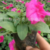 基地熱銷 優質矮牽牛 顏色鮮艷 種類多 矮牽牛花低價批發