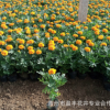 花圃直銷(xiāo)優(yōu)質(zhì)大花孔雀草 四季播 陽(yáng)臺(tái)種植花卉 孔雀草種苗