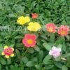 批發(fā)太陽(yáng)花 山東青州草花 基地直銷(xiāo) 精品太陽(yáng)花 量大從優(yōu)