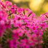 宿根花卉福祿考哪里好請(qǐng)來(lái)青州盈豐花卉 顏色全花苗正 芝櫻