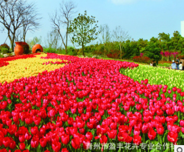 郁金香球根花卉室內(nèi)盆栽花卉 郁金香種球苗木基地直銷青州基地栽