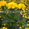 現(xiàn)貨供應(yīng)孔雀草 山東草花基地批發(fā) 黃色孔雀草 優(yōu)質(zhì)孔雀草 低價(jià)