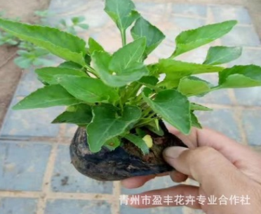 基地直銷(xiāo)優(yōu)質(zhì)紫花地丁 質(zhì)優(yōu)價(jià)廉 宿根花卉紫花地丁