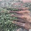 新中苗木基地大量出售花椒樹苗 適應(yīng)能力強(qiáng)易成活