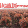 紅葉石楠球價格/80公分/90公分/1米冠幅紅葉石楠球價格報價