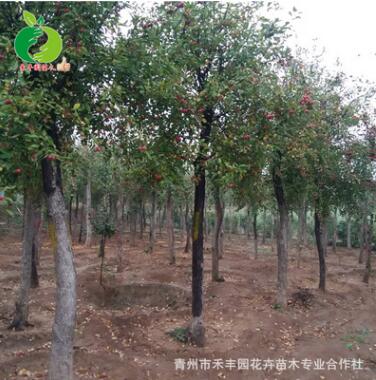 禾豐園海棠喬木銷售 海棠樹批發 適用綠化工程