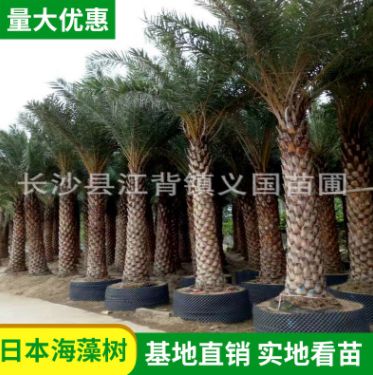 基地直銷海藻樹 風景樹綠化行道觀賞海藻樹海棗樹 熱帶風光樹