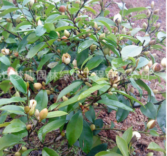 批發盆栽含笑花苗 園林綠化含笑小苗 庭院工程綠化苗木批發