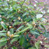 批發盆栽含笑花苗 園林綠化含笑小苗 庭院工程綠化苗木批發