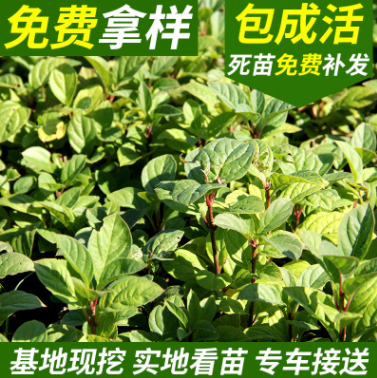 紅丁香 丁香小苗 四季小葉 紫丁香 紅丁香小苗大量?jī)r(jià)格優(yōu)惠