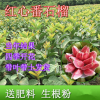 臺(tái)灣西瓜紅四季芭樂(lè)嫁接苗 紅心芭樂(lè)苗 紅寶石無(wú)籽番石榴當(dāng)年掛果