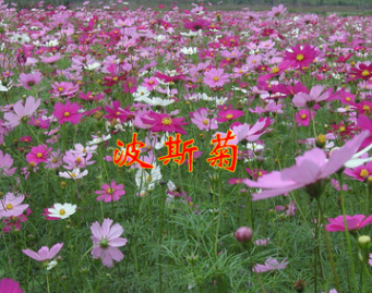 波斯菊種 波斯菊 價格批發(fā)盆栽花卉 價格優(yōu)惠 易栽培 庭院混色