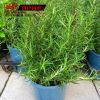 室內綠植 植物盆栽批發 迷迭香 提神醒惱 減輕頭痛癥狀 香草植物