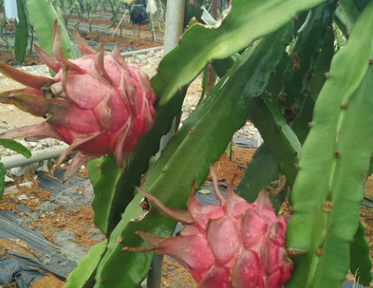 果樹苗盆栽 紅心火龍果 火龍果 火龍果樹 紅白紫肉有根當年結果