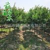 紫薇 批發紅花紫薇 紫薇樹 庭院綠化植物 高桿紫薇 規格齊全