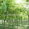 櫸樹 耐寒耐旱綠化苗櫸樹 基地直銷 綠化工程櫸樹喬木