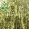 垂柳 基地直銷 垂柳綠化環境風景樹 園藝園林 品種齊全柳樹小苗