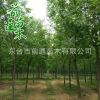 白蠟 基地直銷 原生白蠟 3 4 6 8 10 18公分 規格齊全