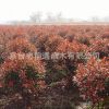 基地直銷 紅葉石楠 四季常青庭院綠化陽臺庭院綠化葉片光亮