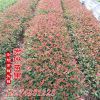供應紅葉石楠小苗 30-50公分高 葉色鮮艷 品種純正 品質優良