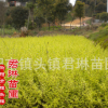 直銷金葉女貞小苗 綠化苗木色塊苗 女貞苗木 金葉女貞小苗叢生苗