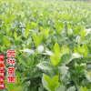 綠化小苗批發 大葉桅子花苗木 園林綠化用苗 工程苗 基地直發