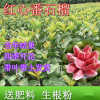 臺(tái)灣西瓜紅四季芭樂(lè)嫁接苗 紅心芭樂(lè)苗 紅寶石無(wú)籽番石榴當(dāng)年掛果