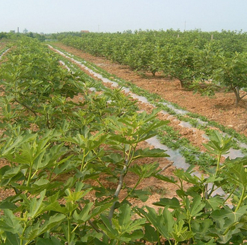基地批發果樹苗新品種青皮無花果樹苗庭院園林果樹規格全量大從優