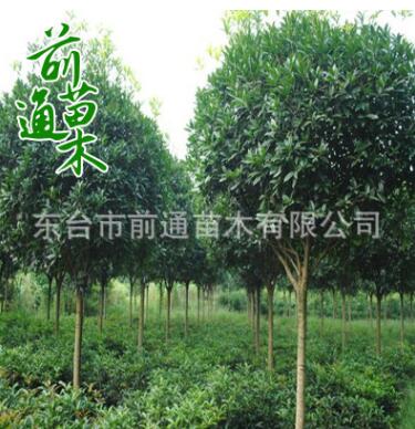 基地大量供應大葉女貞 園林綠化苗木喬木 行道工程專用