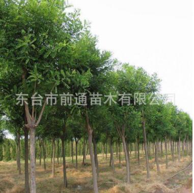 國槐 直銷國槐苗木 道路綠化苗木 綠化園林苗 規格齊全