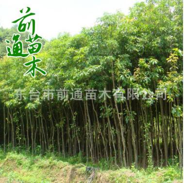 重陽(yáng)木 供應(yīng)園林綠化重陽(yáng)木 批發(fā)行道工程綠化